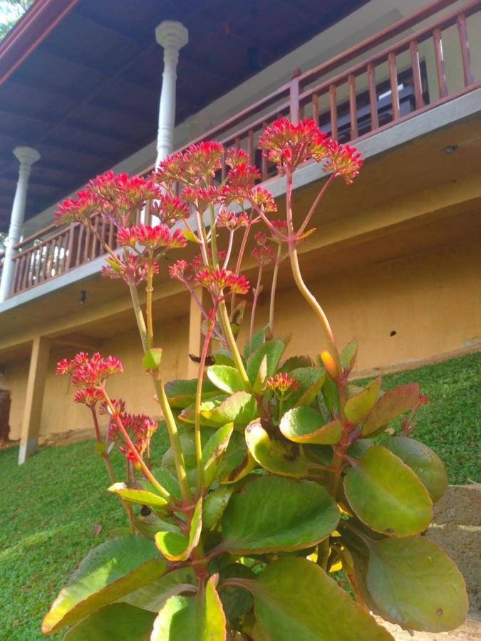 Hotel Ella Hillsite View Extérieur photo
